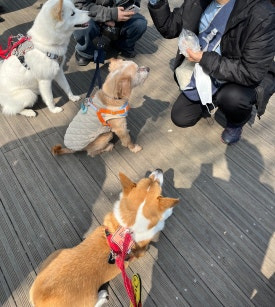 제제 이미지