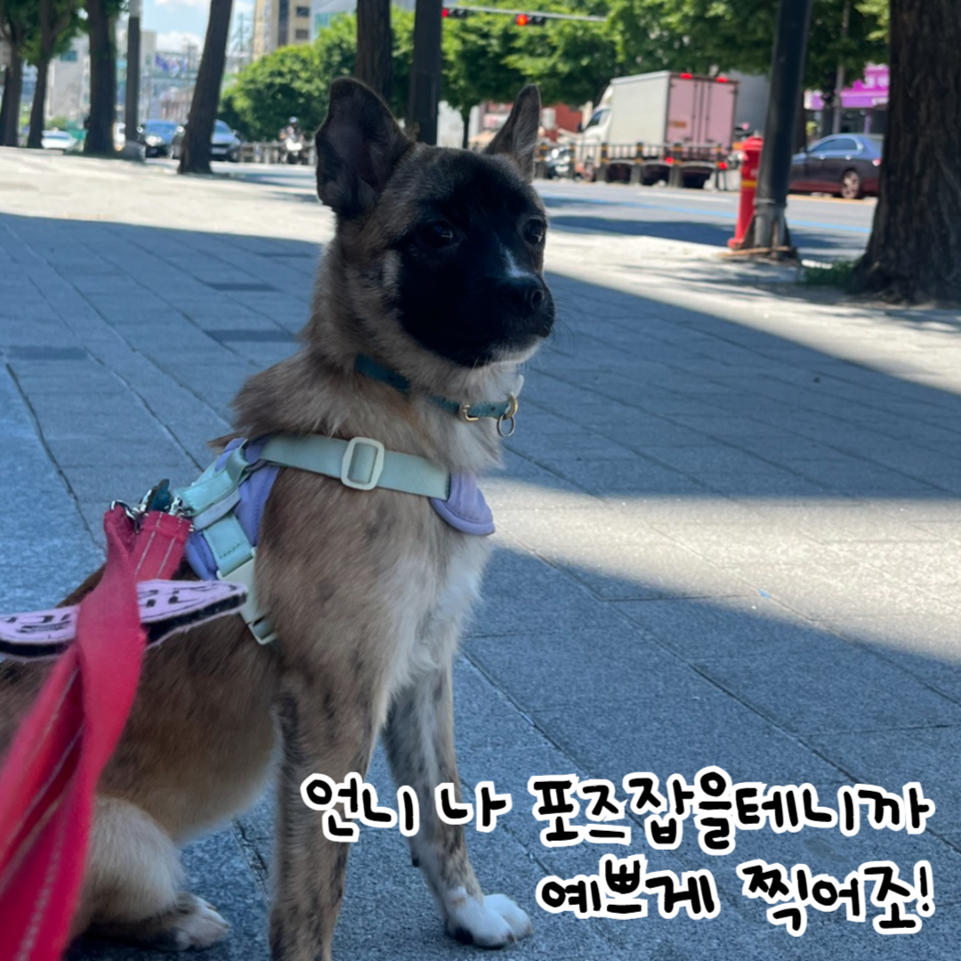 토리 이미지