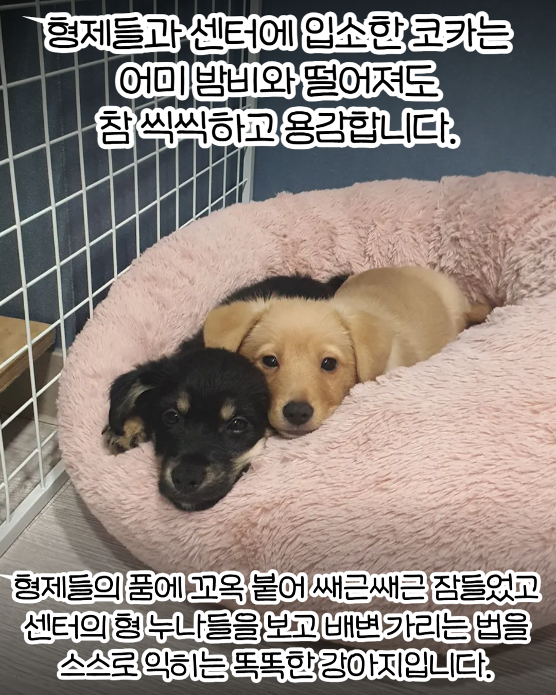 코카 이미지