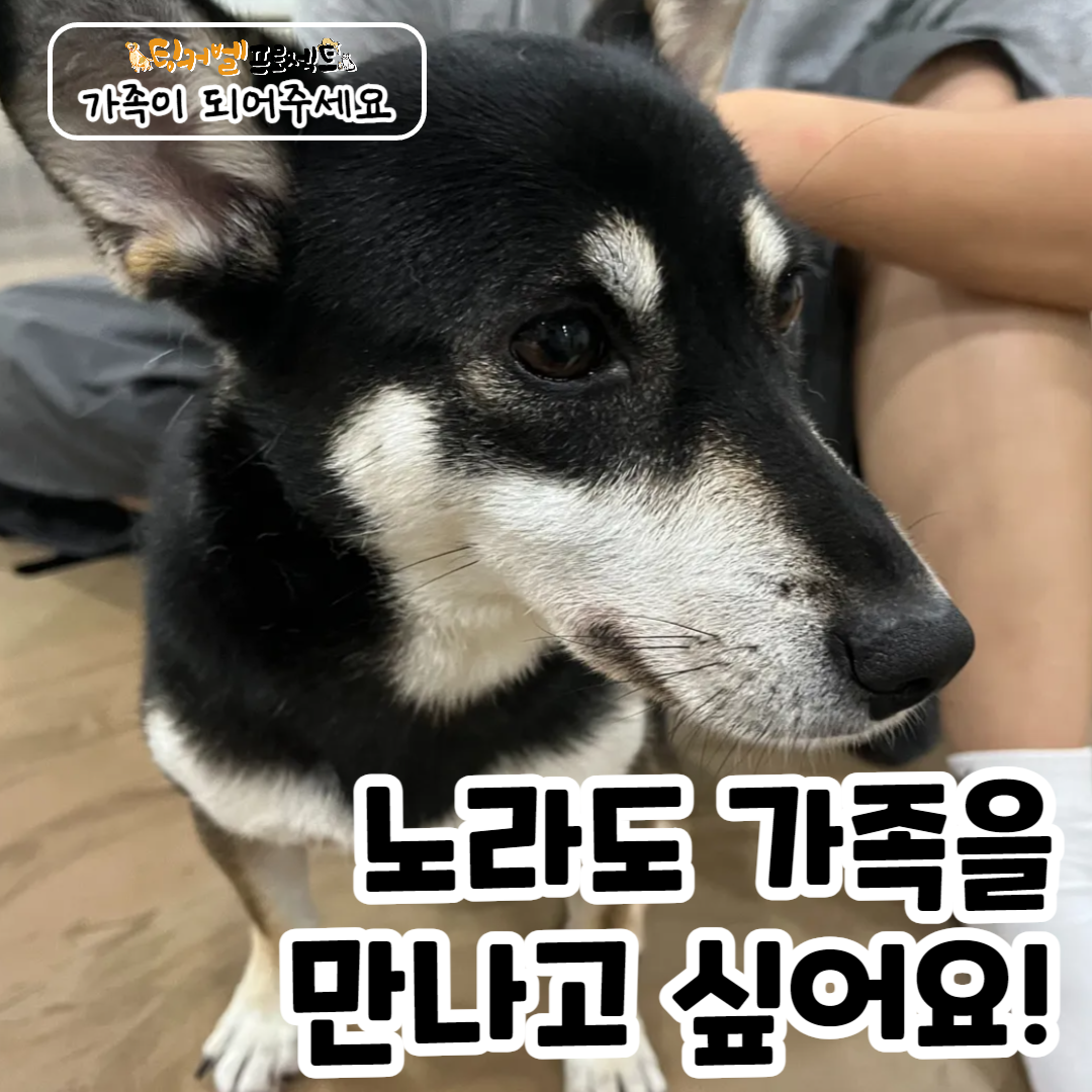 노라 이미지