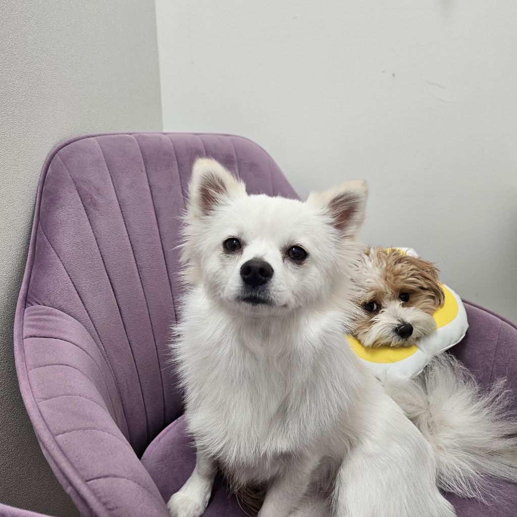허니밥 이미지