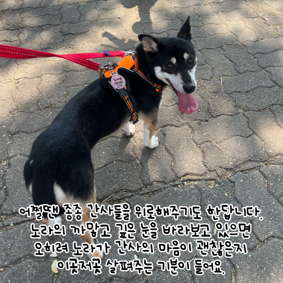 노라 이미지