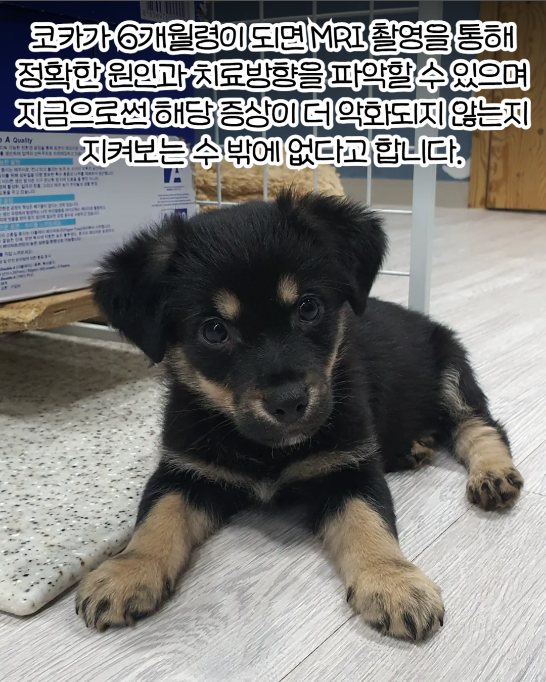 코카 이미지