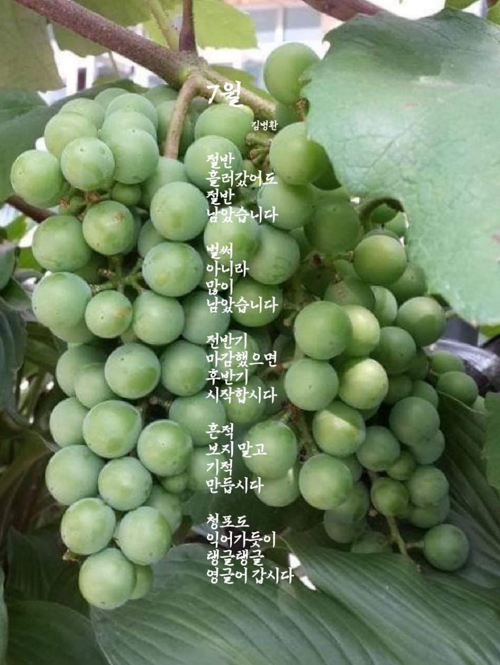 탱글탱글 이미지