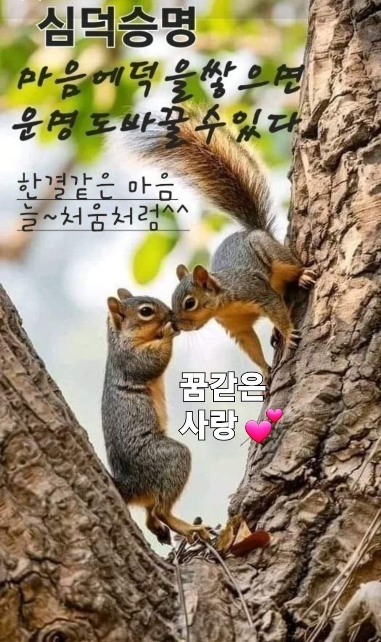 초심 이미지