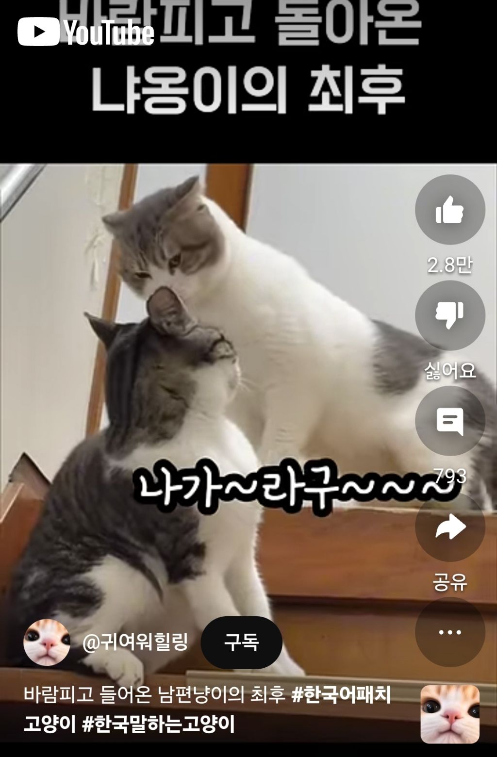 바람난고양이 이미지
