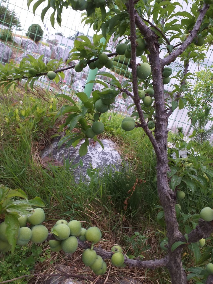 청보석 이미지