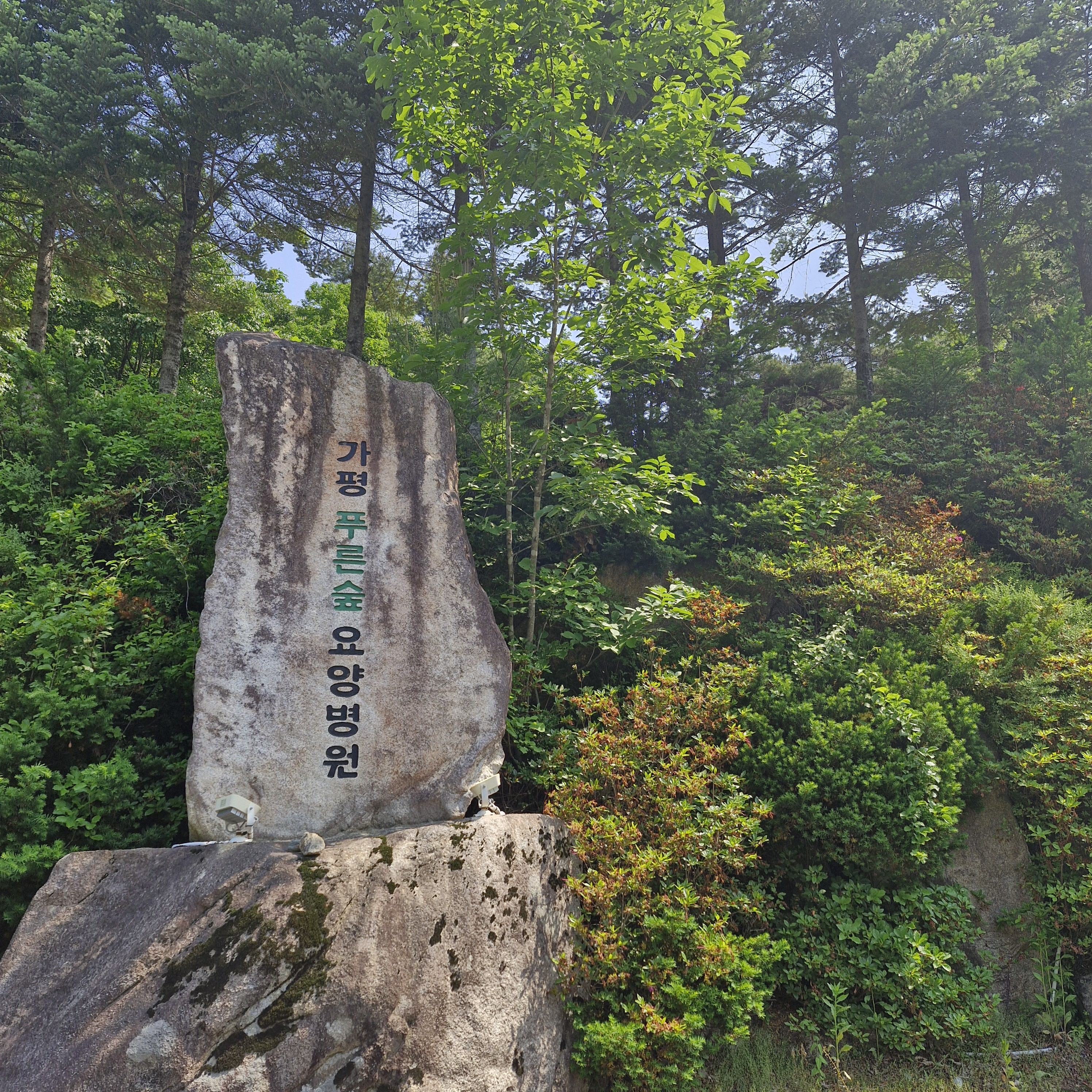 푸른숲 이미지