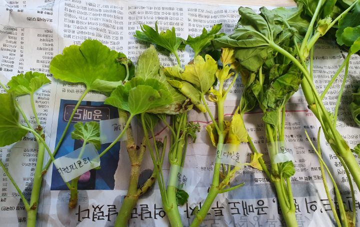 제라 이미지