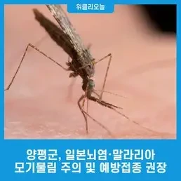 모기에 물리지 않는 방..