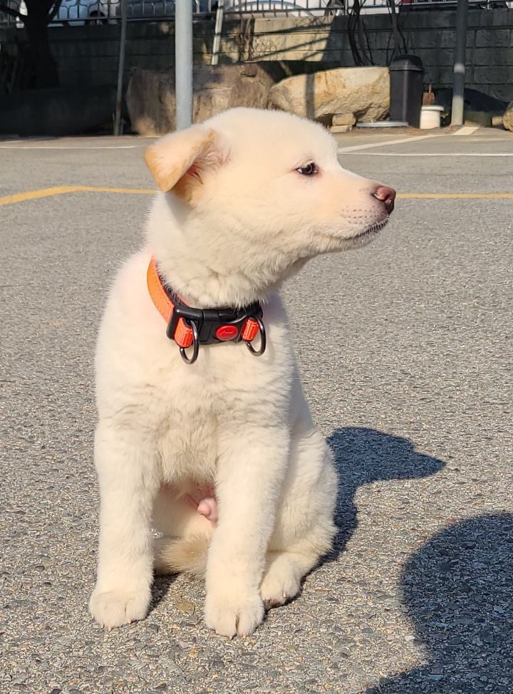 자브종 이미지