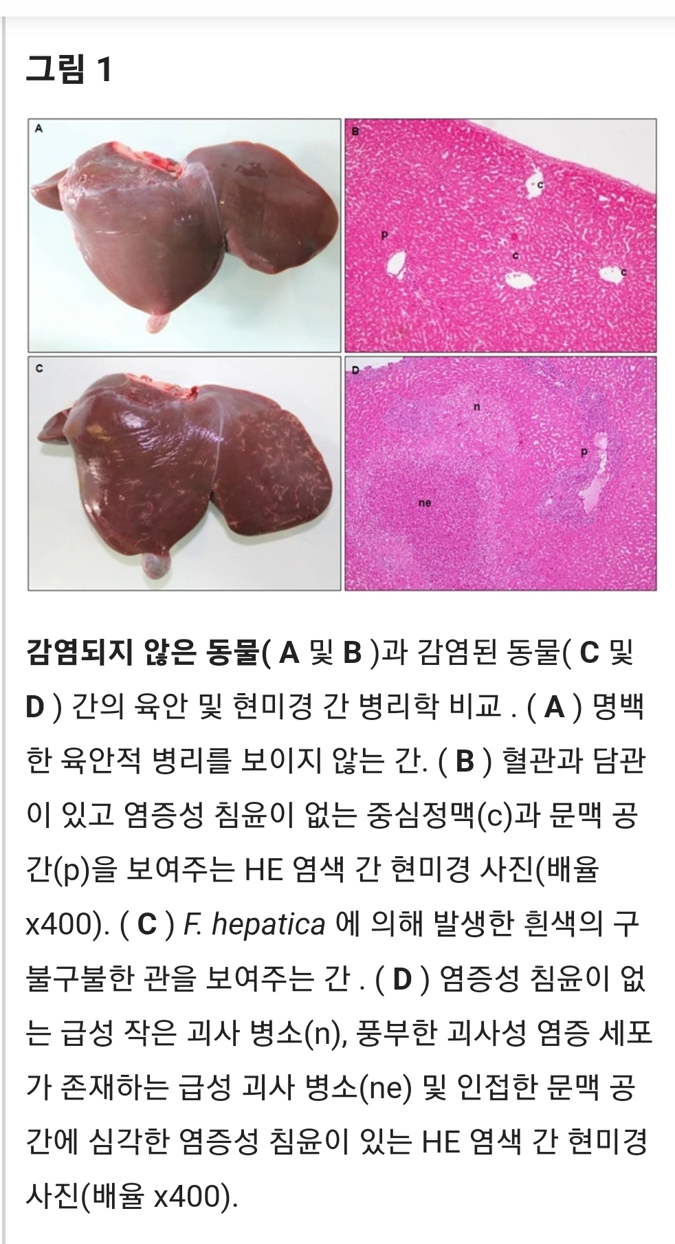 Daum 카페