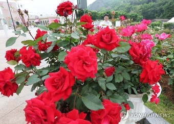 장미세탁 이미지