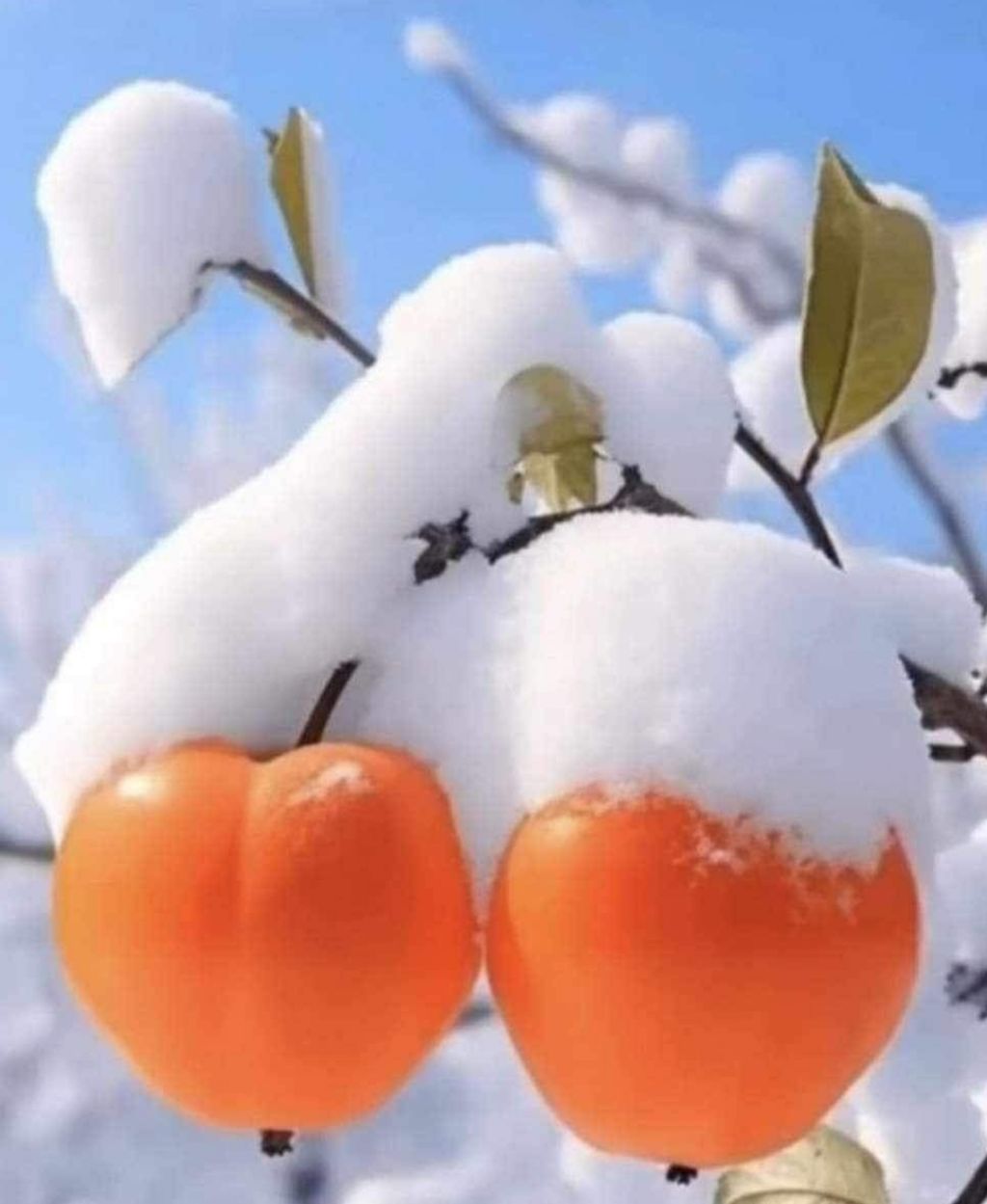 한소리 이미지