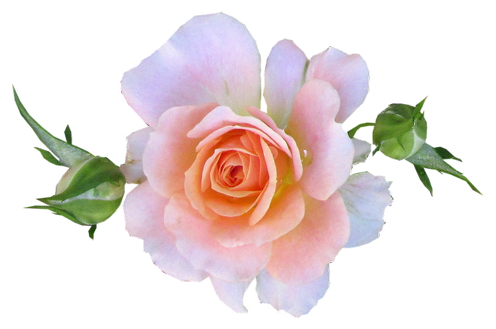 RoseDay 이미지