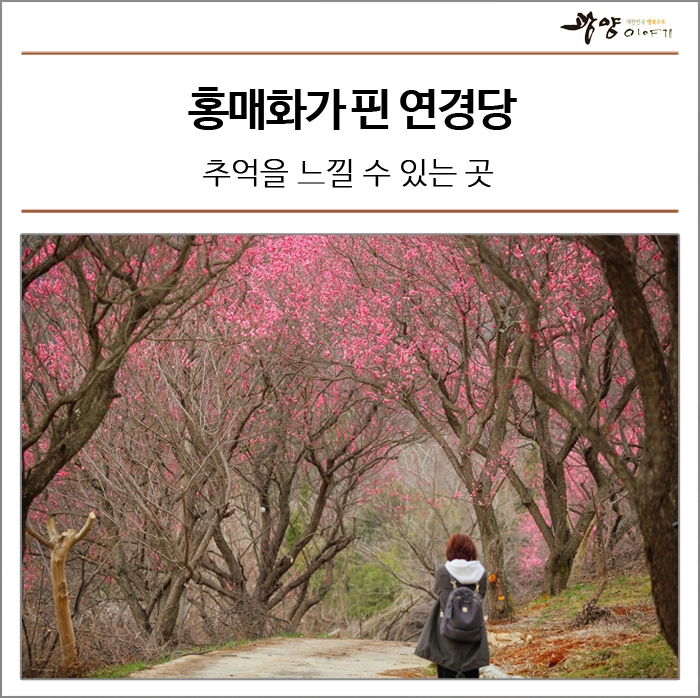 진달래먹고물장구치고 이미지