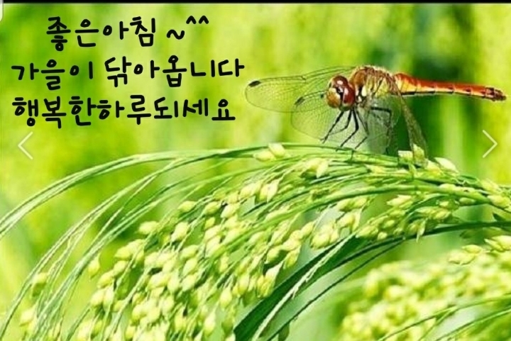 백의민족 이미지