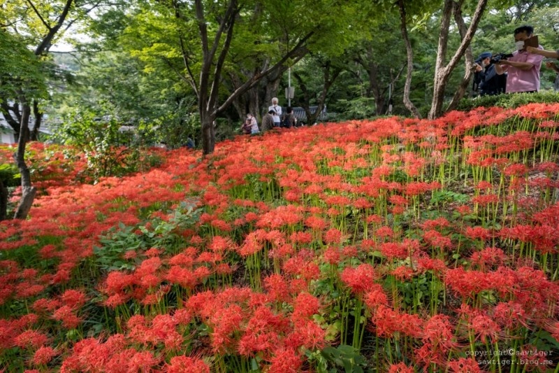 화화서 이미지