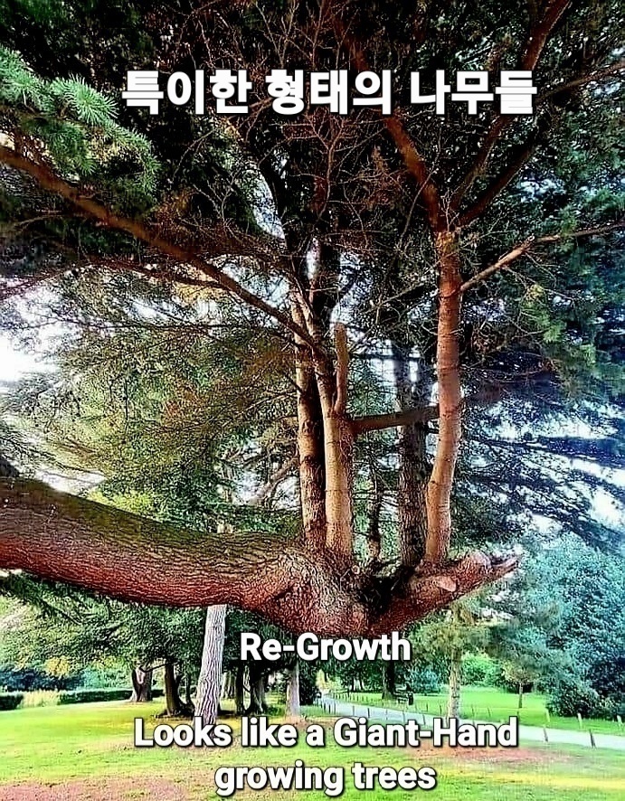희귀한 나무 이미지