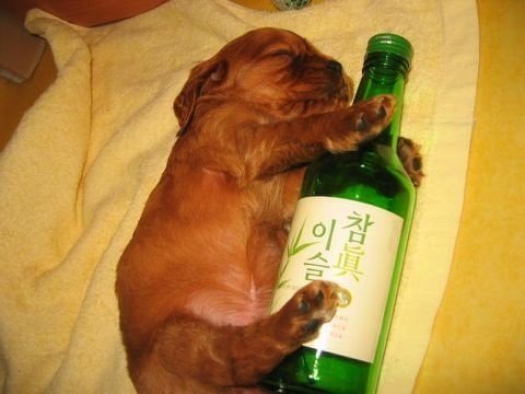 한잔술에 이미지