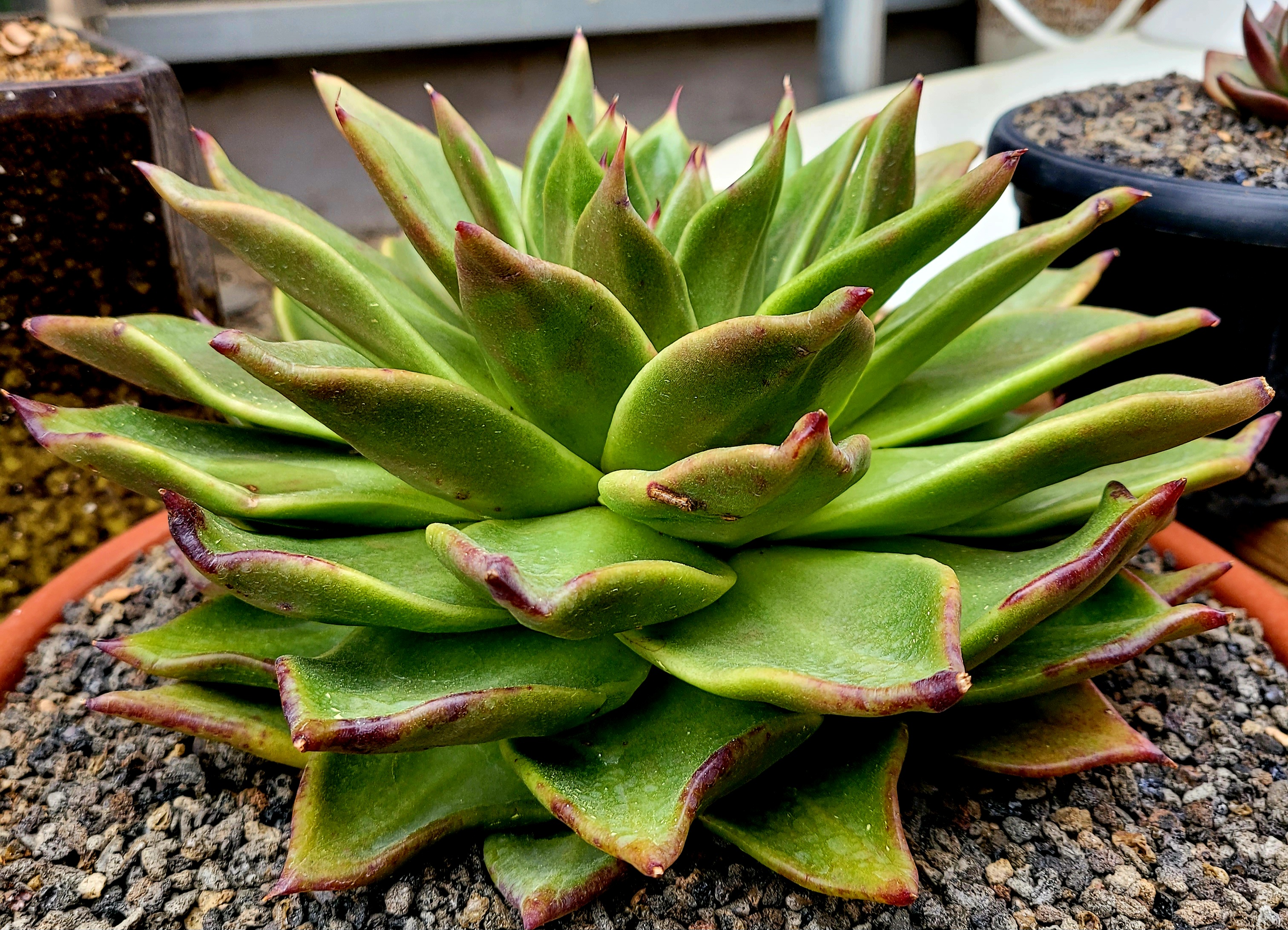 마리아A+ 이미지