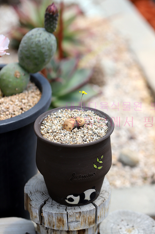 오쏘 이미지
