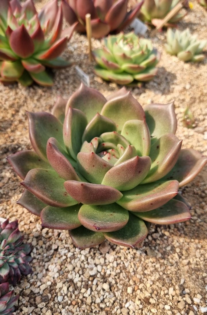 죠세핀 이미지