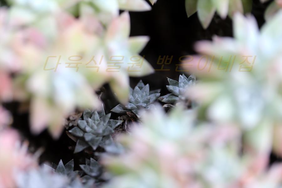 천두 이미지