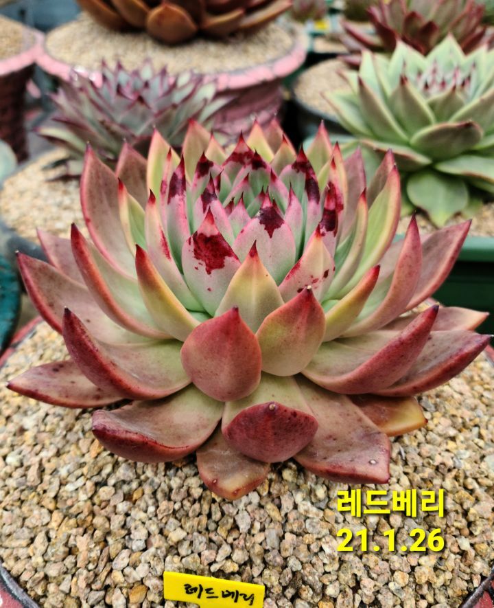 레드베리 이미지