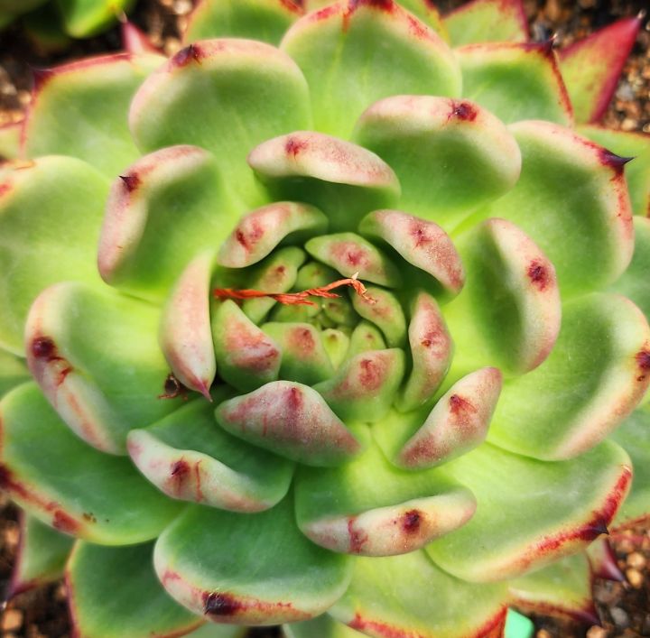 키모주 이미지