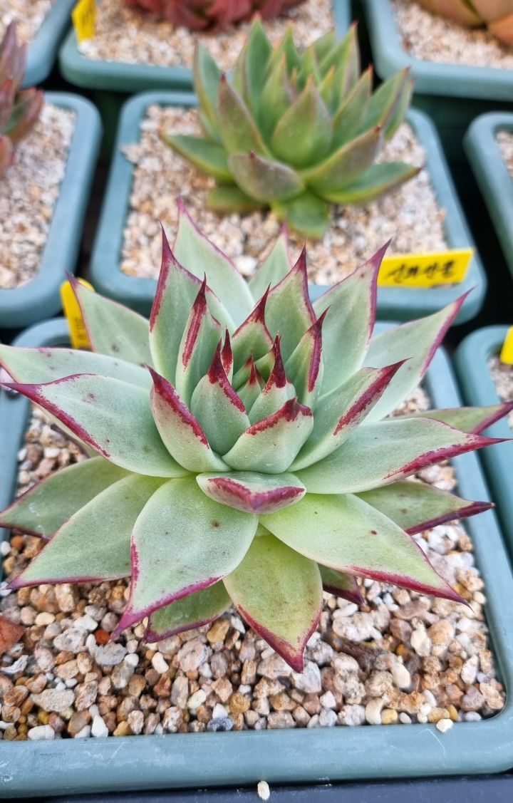 죠세핀 이미지