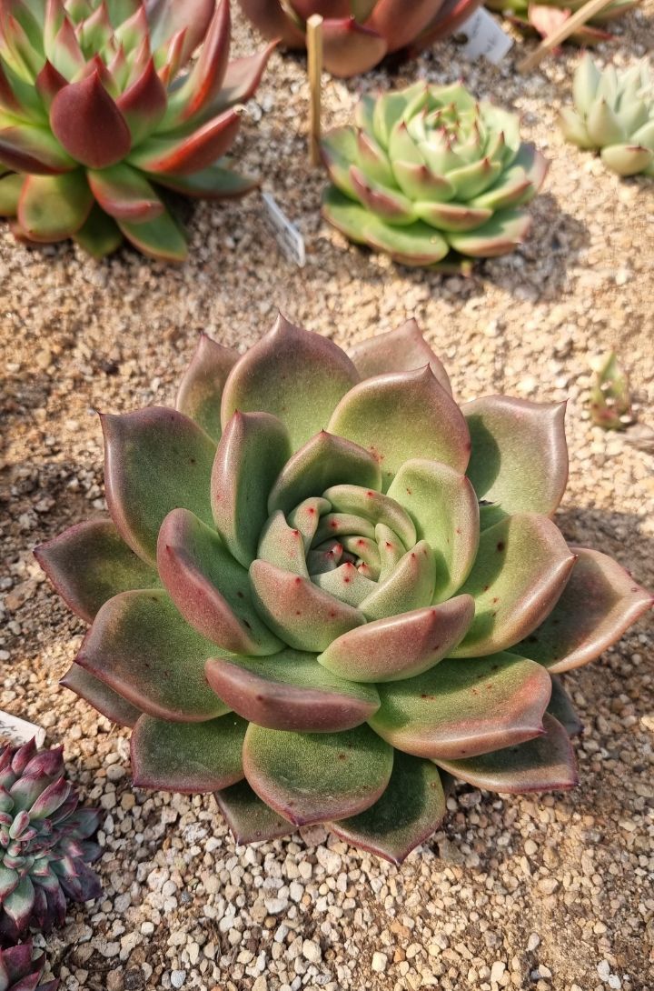 죠세핀 이미지