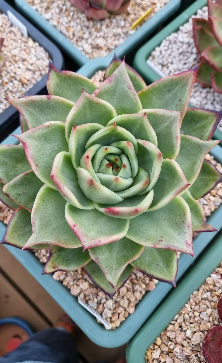 죠세핀 이미지