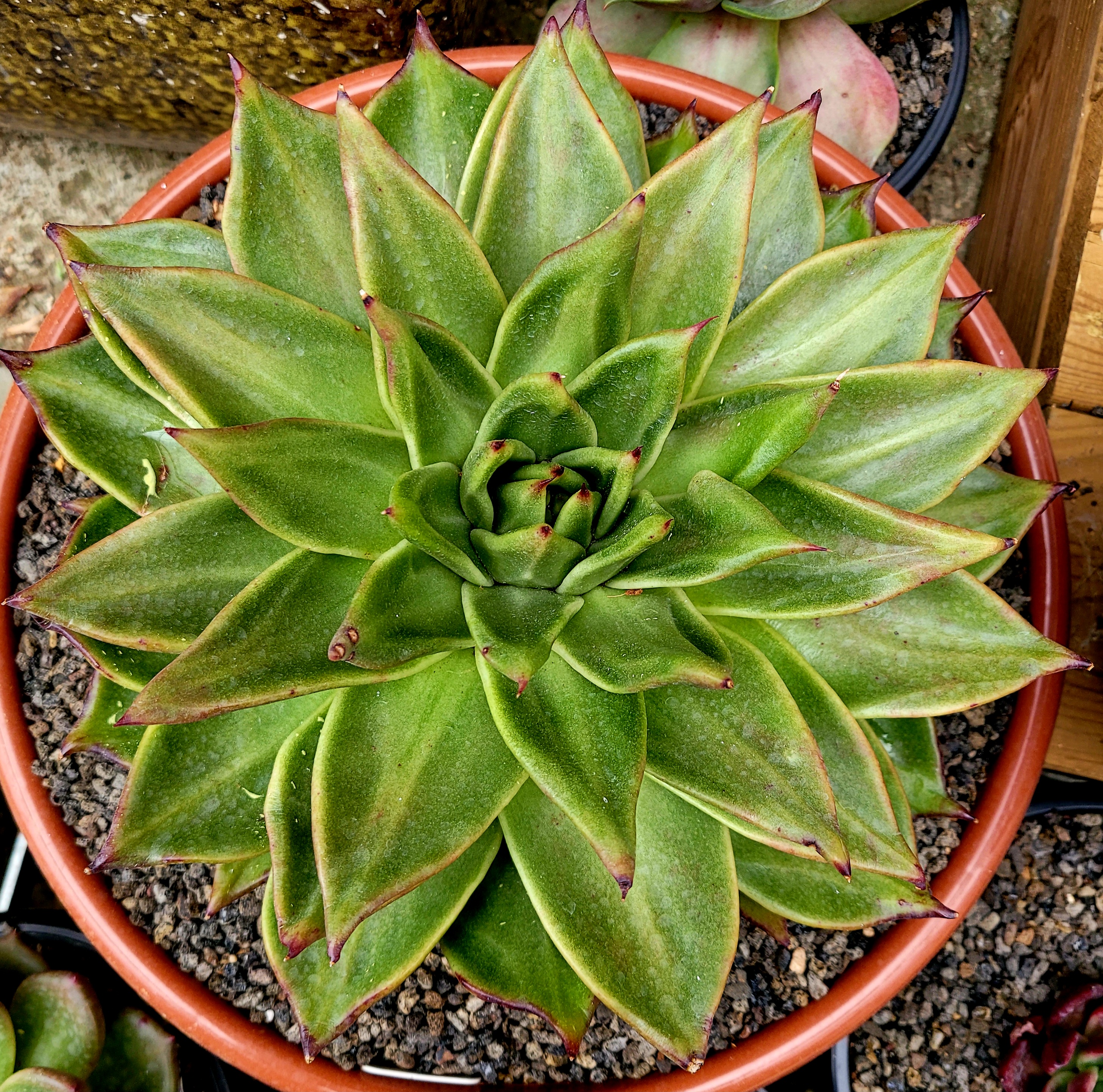 마리아A+ 이미지