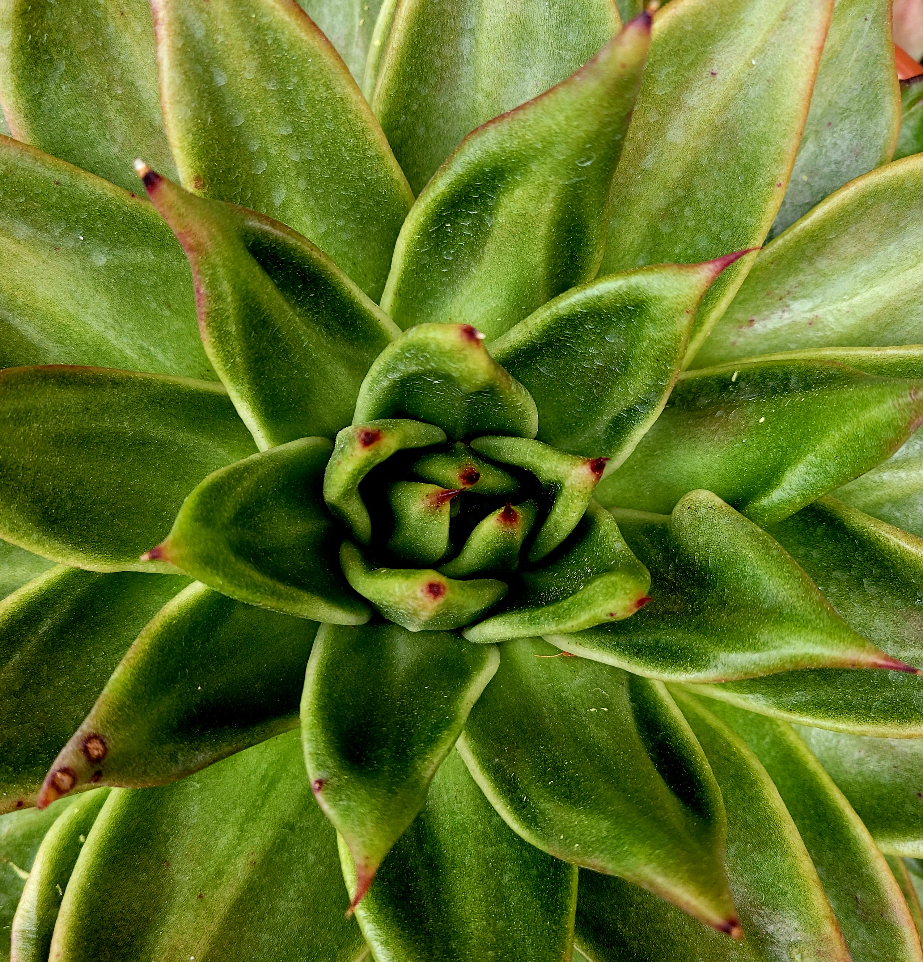 마리아A+ 이미지