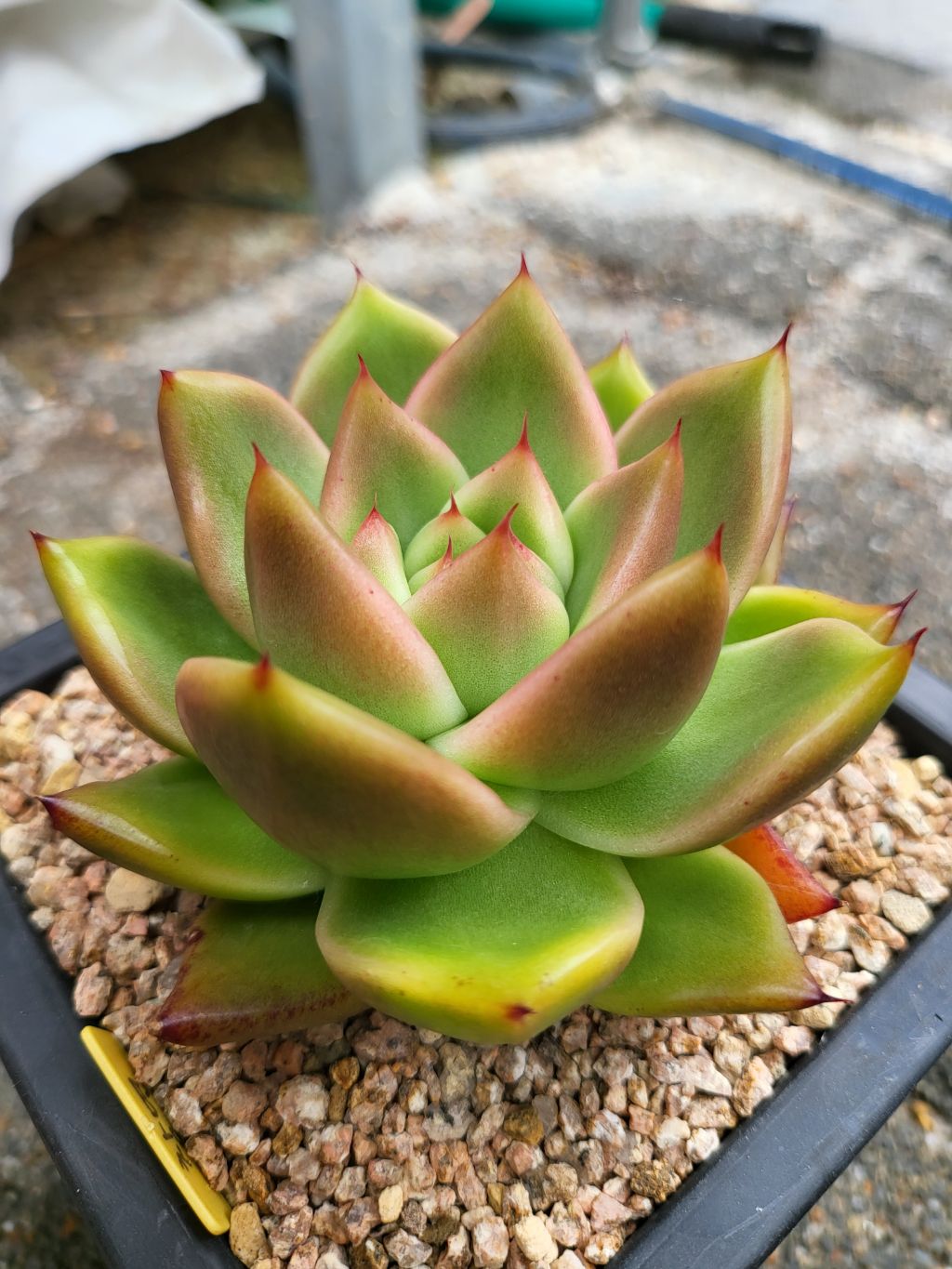 핑크로즈 이미지