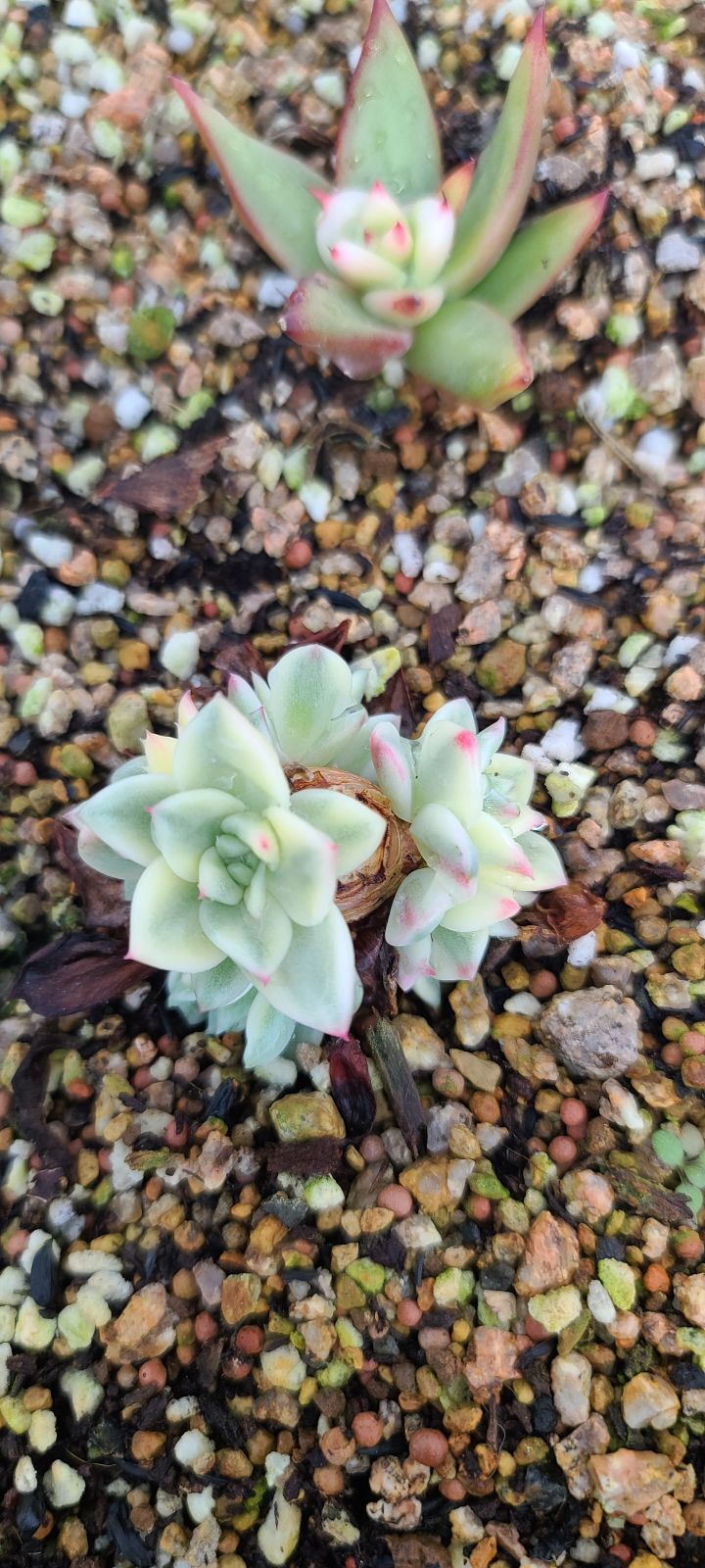 금빛찬란 이미지