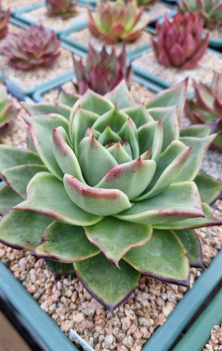 죠세핀 이미지