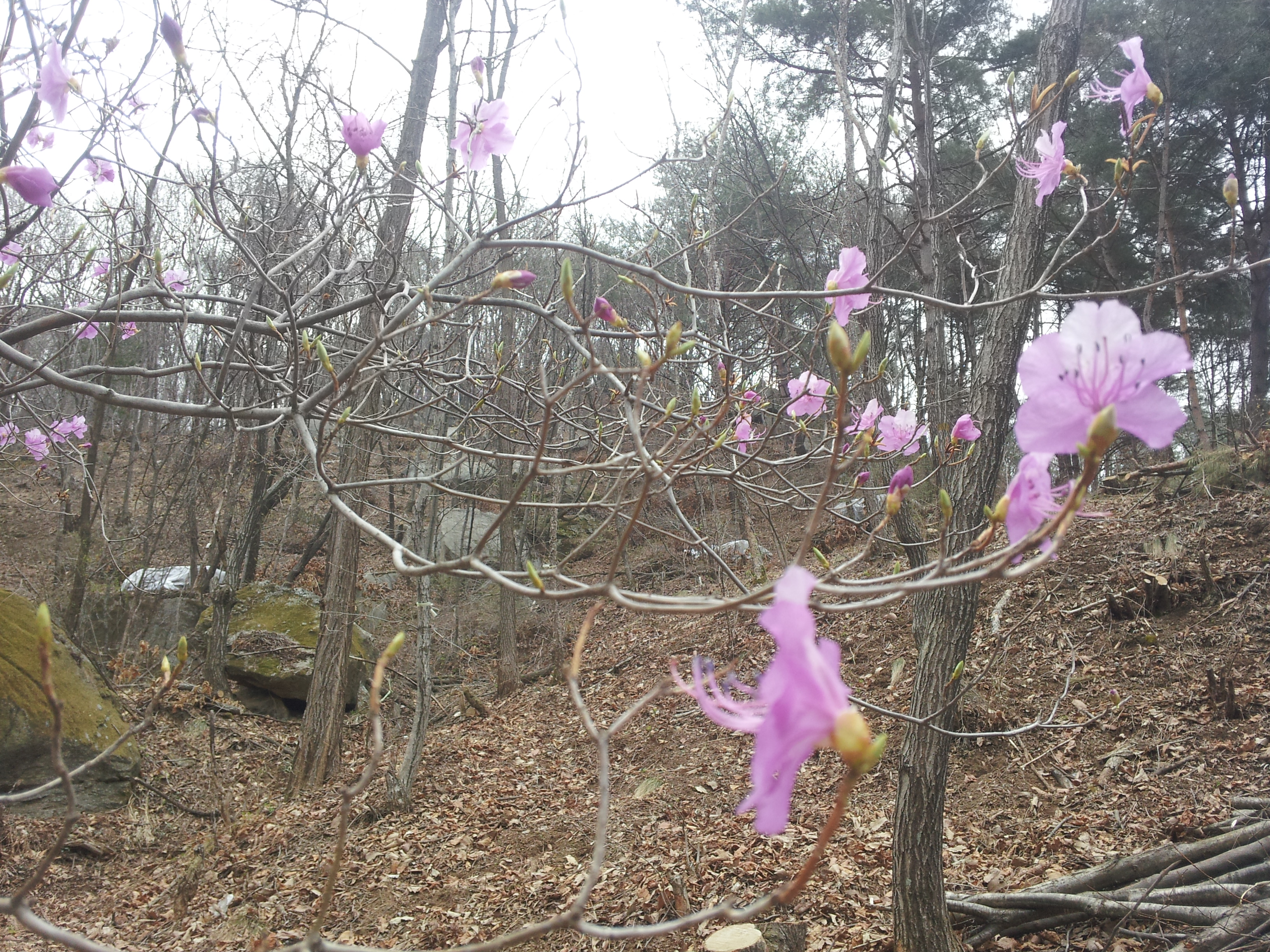 산약초 이미지
