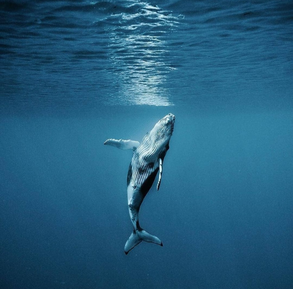 9e5f844c3f60bde582c5259098ce4494cfe41c37