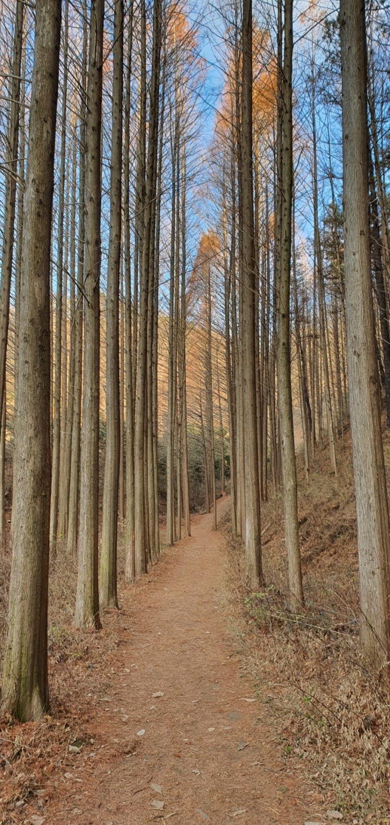 홍일상사 이미지