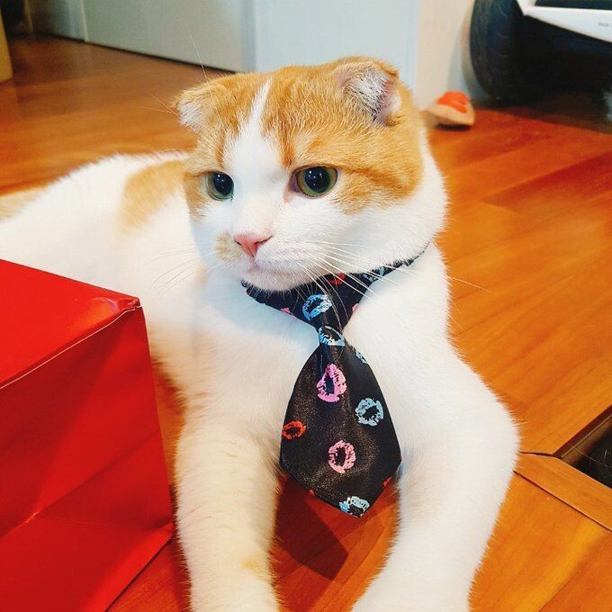 꼬모 이미지