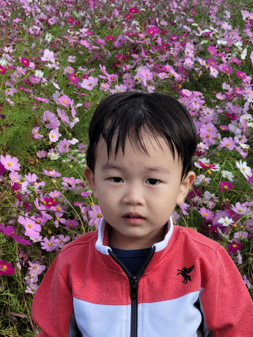 정원똥돼지 이미지