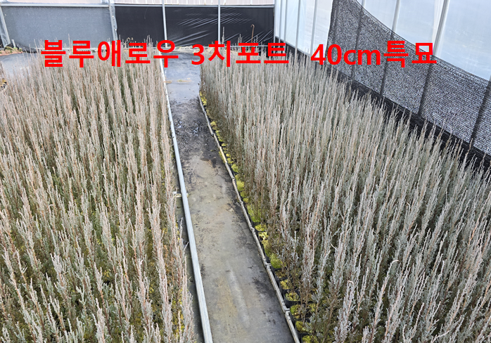 블루엔젤 이미지