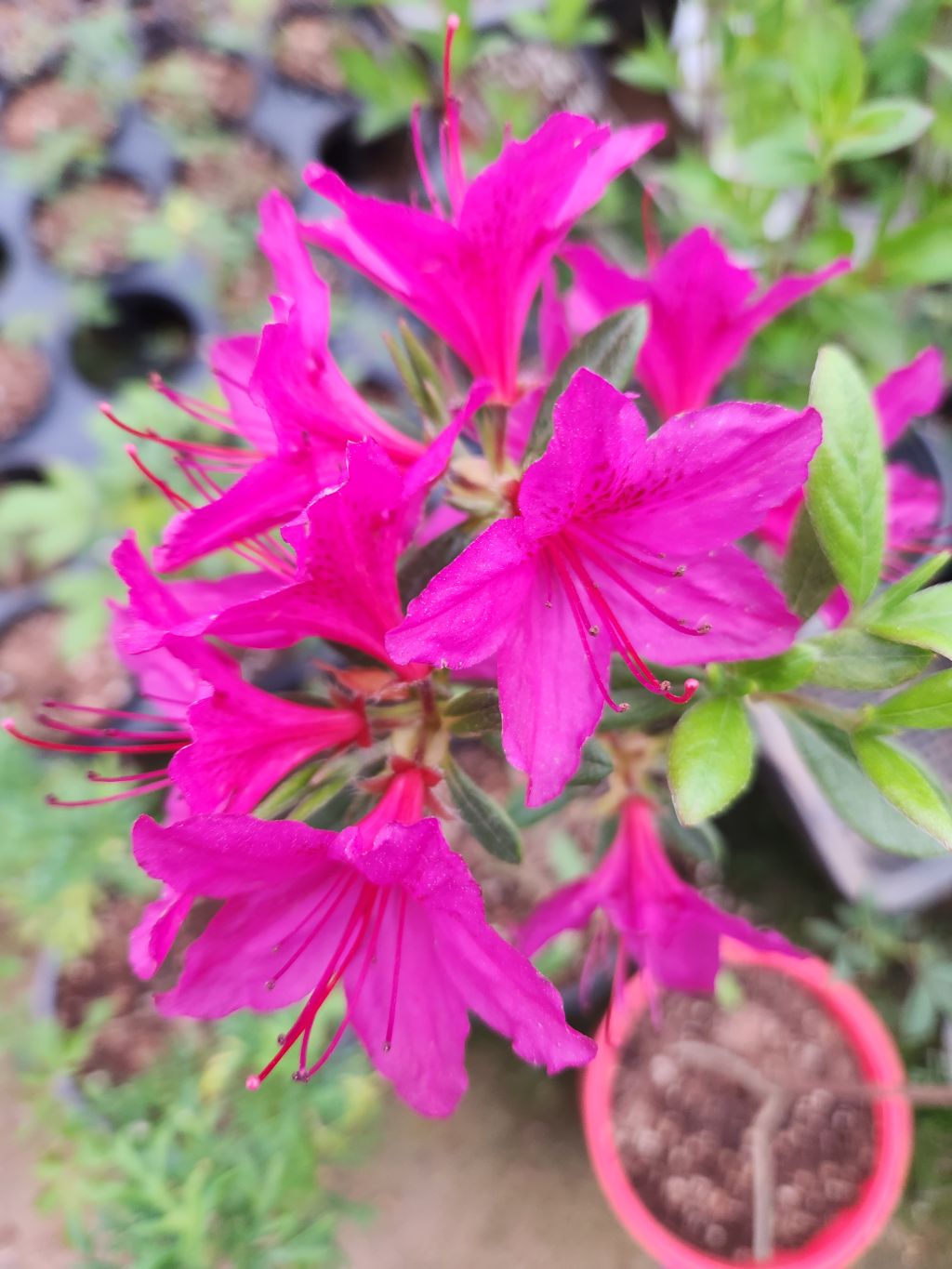 산홍 이미지