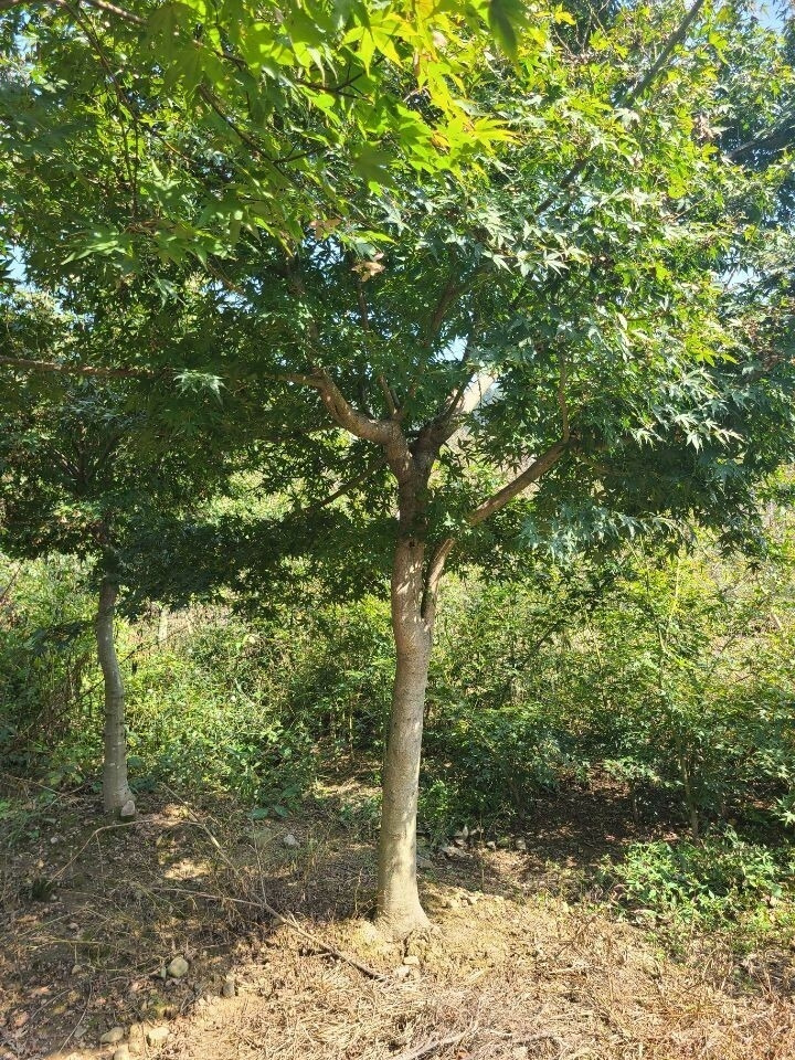 청단풍 이미지