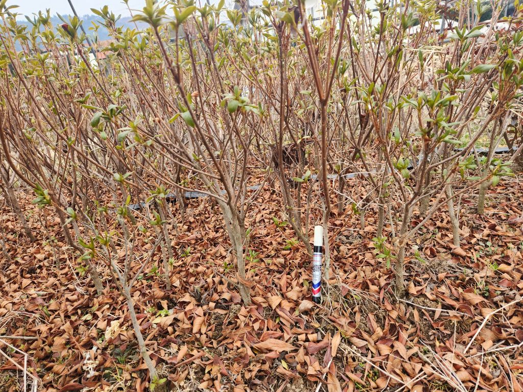 산홍 이미지