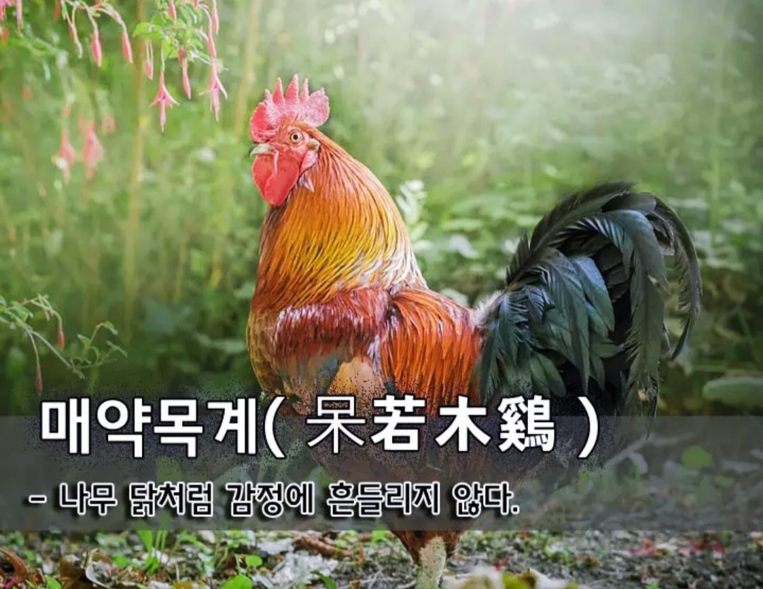 나무랑닭이랑 이미지