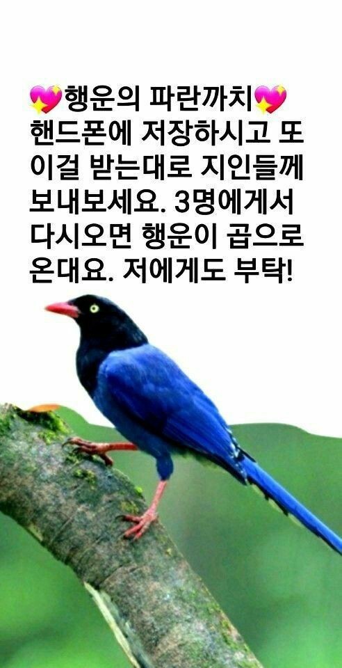 파랑새 이미지
