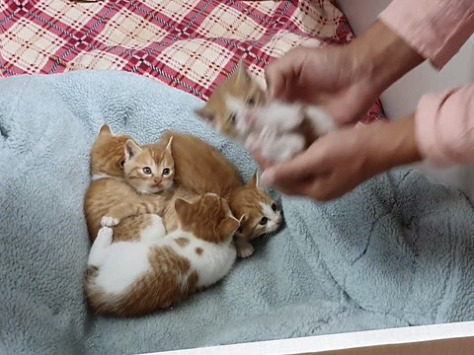 [매탈남] 언니를 냅다 가둬버린 동생 고양이 | 인스티즈